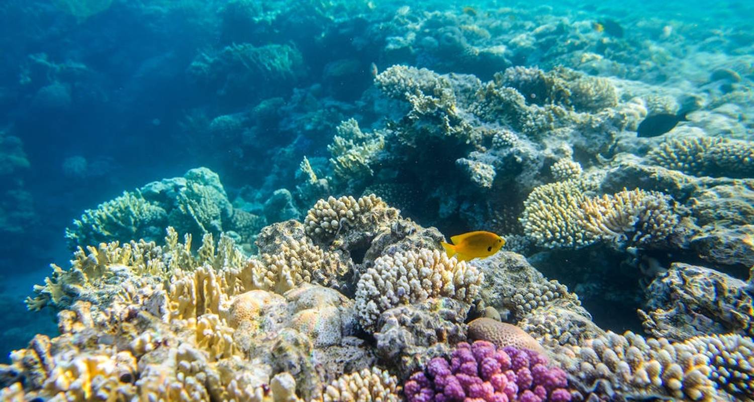 Full-Day 8-Hour Snorkeling Tour to Mahmya Island with Lunch & Hotel Transfer from Hurghada