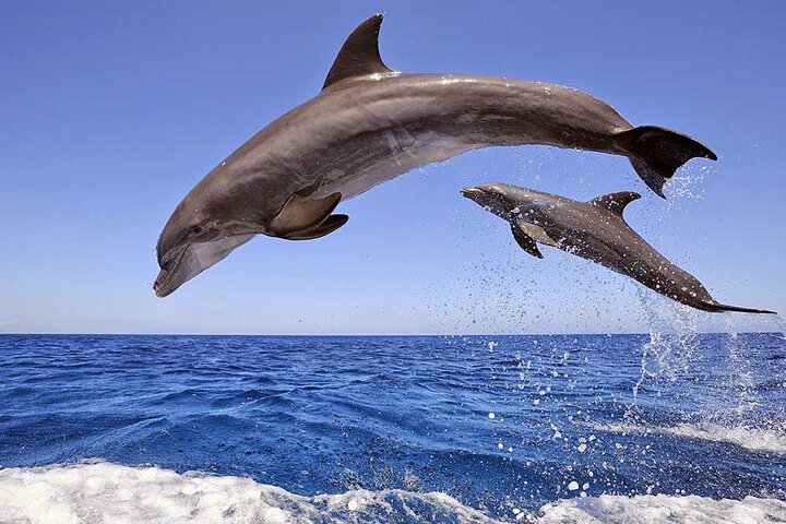 Full-day Dolphin House And Swim With Dolphin