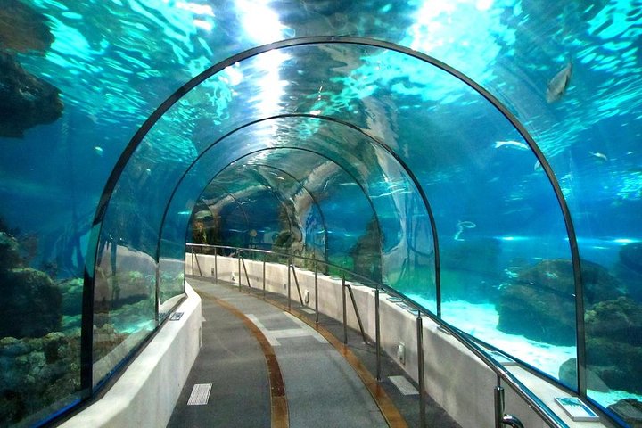 Hurghada Grand Aquarium Tickets & Tour – Family Fun Day Out