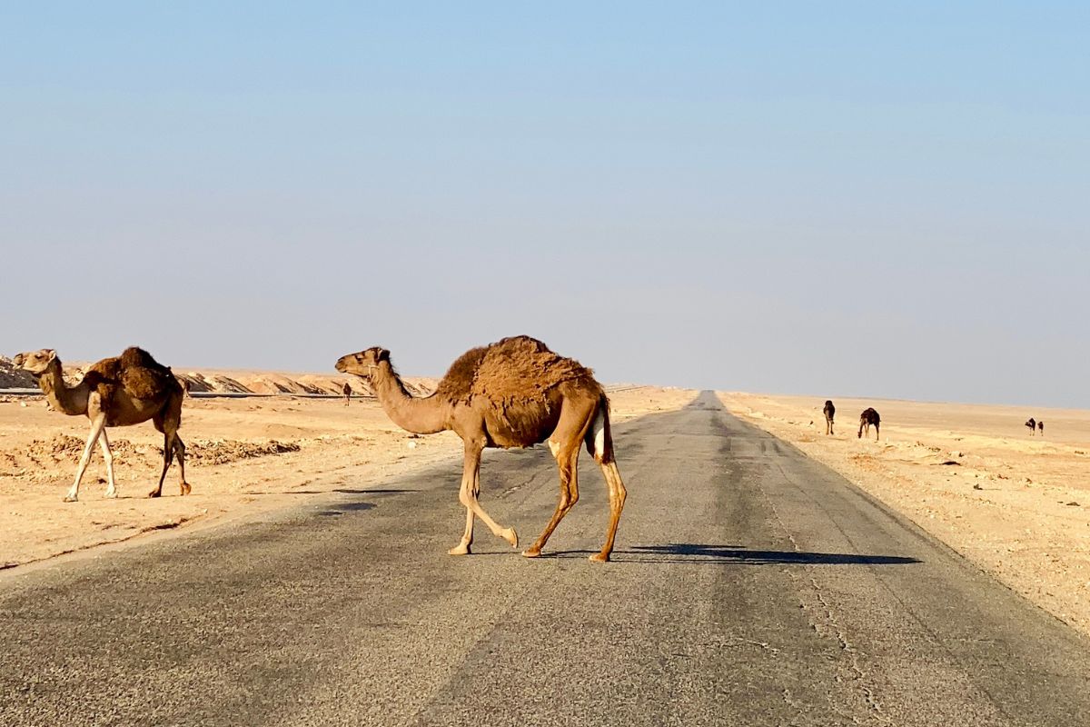 Desert Adventures: Visiting the Oases of Western Egypt